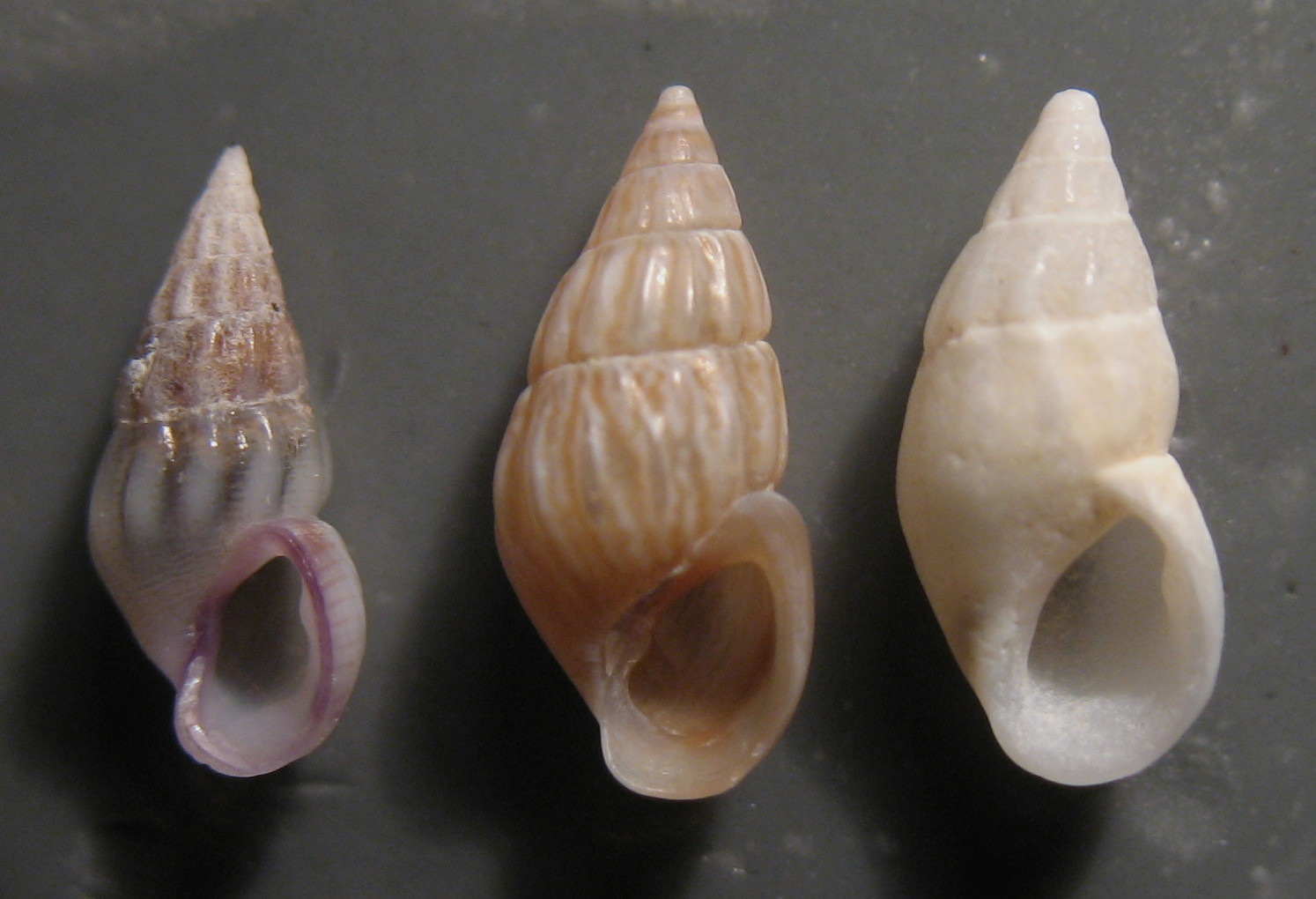 Rissoa ventricosa